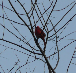 cardinal