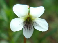 violeta lanceolada