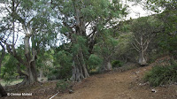 Moringas and baobabs (Madagascar plants) - Koko Crater Botanical Garden, Oahu, HI