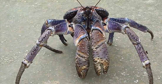 Assustadores para quem se depara com eles, esse são os maiores caranguejos terrestres do mundo!  Chegando a medir 1 metro de envergadura, os caranguejos-do-coqueiro são tidos como os gigantes do coqueiro. 