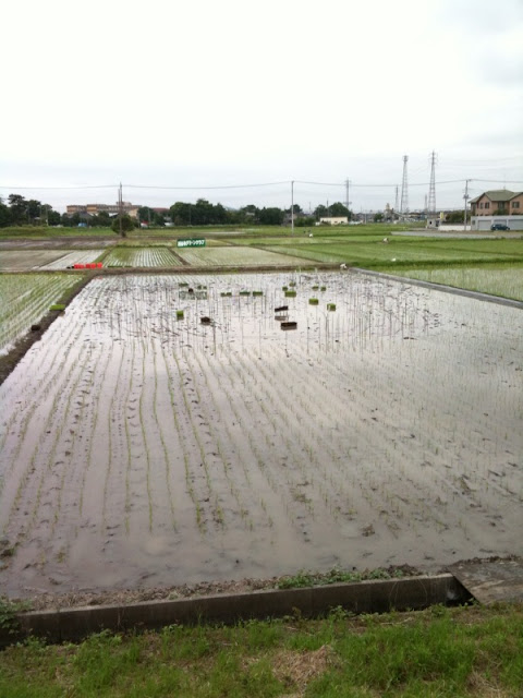 こしがや田んぼアート2010ガーヤちゃん（田植え）