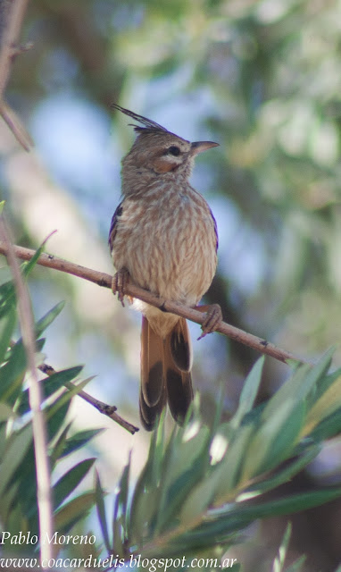 alt="crestudo,Coryphistera alaudina,aves de Mendoza"