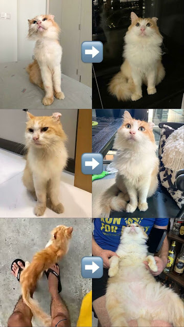 kucing jalanan