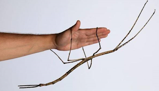 Phryganistria chinensis, el insecto más largo del mundo