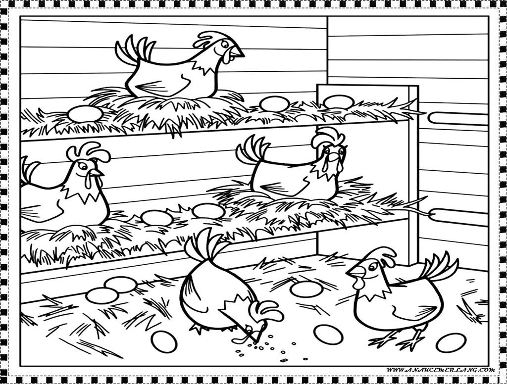  Animasi  Kartun  Ayam  Kolek Gambar 