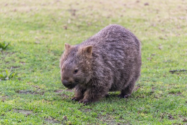 Wishful Thinking - Wombat Spotting
