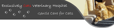 Exclusively Cats Veterinary Hospital Blog