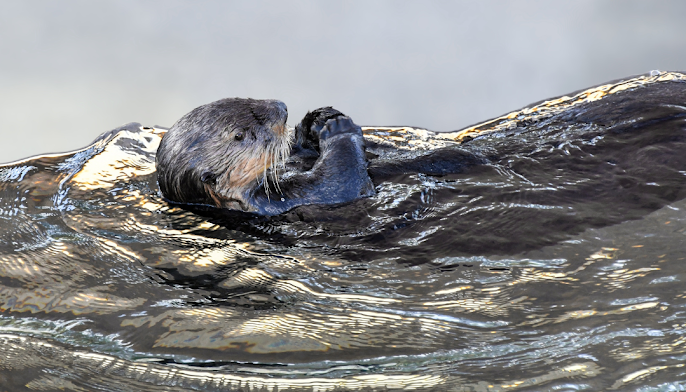 How Long Can Otters Hold Their Breath?