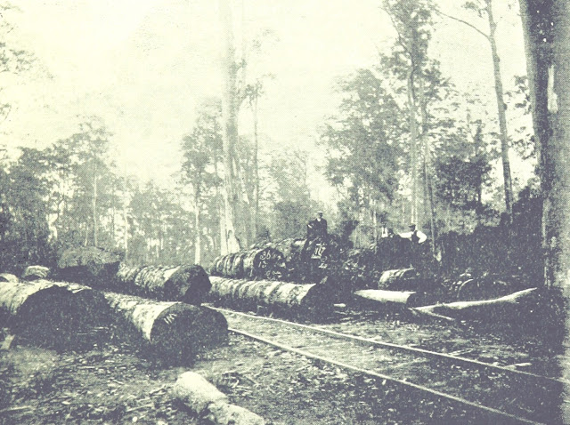 Logs Ready to be Taken to the Wharves on the Wooden Railway Tracks - Manning River 1895