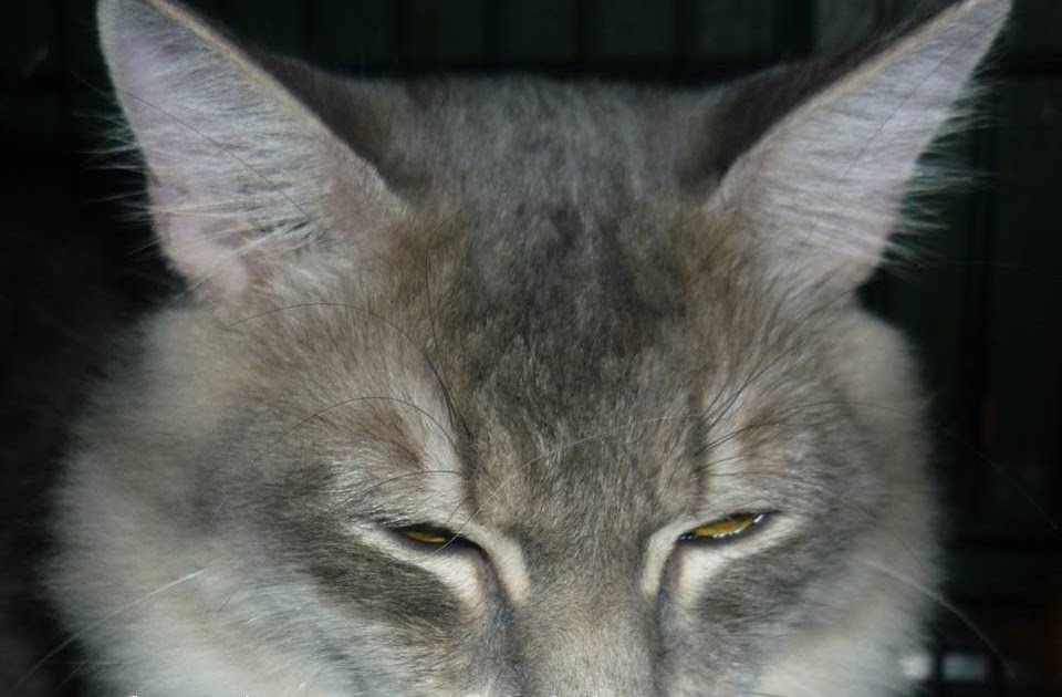 Kucing Utara: Ubat Telinga Kucing