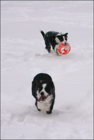 frisbee5