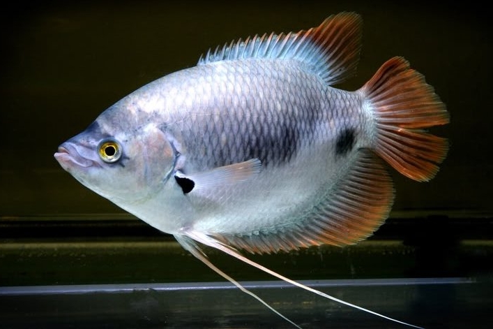  Gambar Ikan Gurame  dari Berbagai Jenis