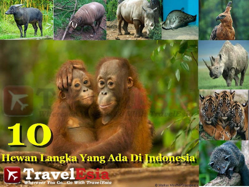 10 Hewan  Langka  Yang  Ada  Di  Indonesia  Indonesia  Tourism 