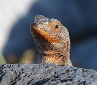 Lava Lizard on San Cristobal Island Galapagos