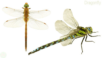 Dragonfly, Dragonfly insect,ফড়িং