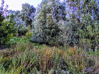 A Deer at Broughton Brook Park