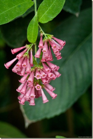 flowers-1-3