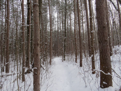 snowy trail