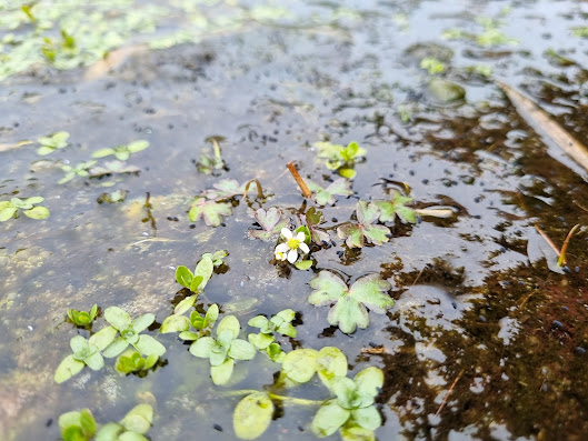 Three-lobed Water-crowfoot up close with the white flowers showing well.