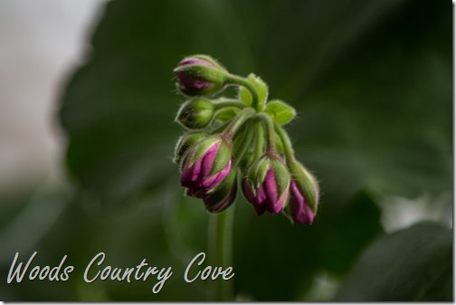February 2016 (6 of 13)