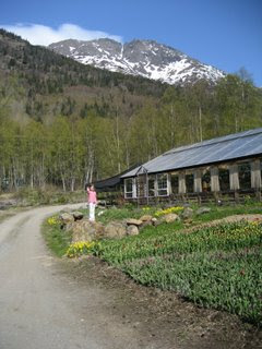 Forget Me Not Nursery in Indian, Alaska