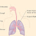 What are the Symptoms of Asthma ? - About Asthma