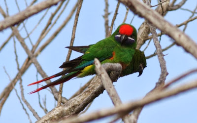 Plum faced lorikeet