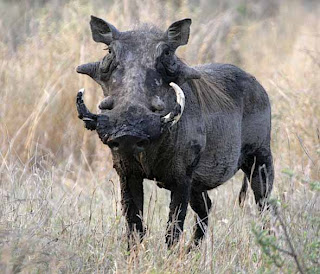 Warthog image