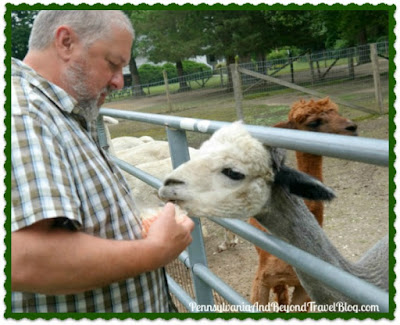 Jersey Shore Alpaca Farm in Cape May, New Jersey