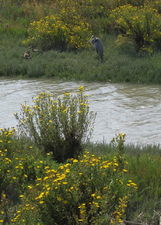 Great blue heron on the far bank flanked by yellow-flowering bushes, San Francisco Bay shore, Mountain View, California