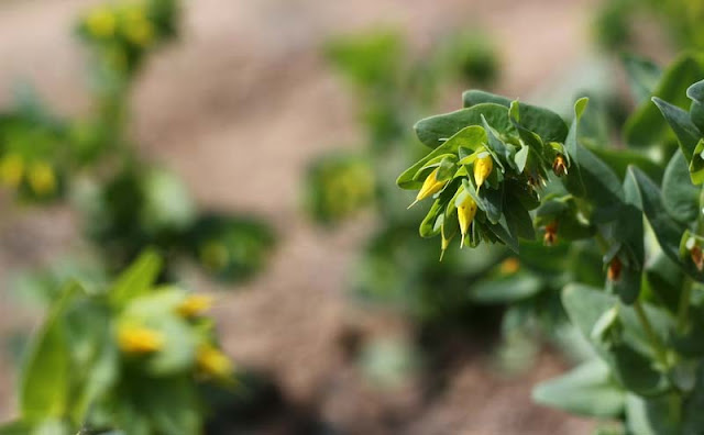 Cerinthe Minor Flowers Pictures