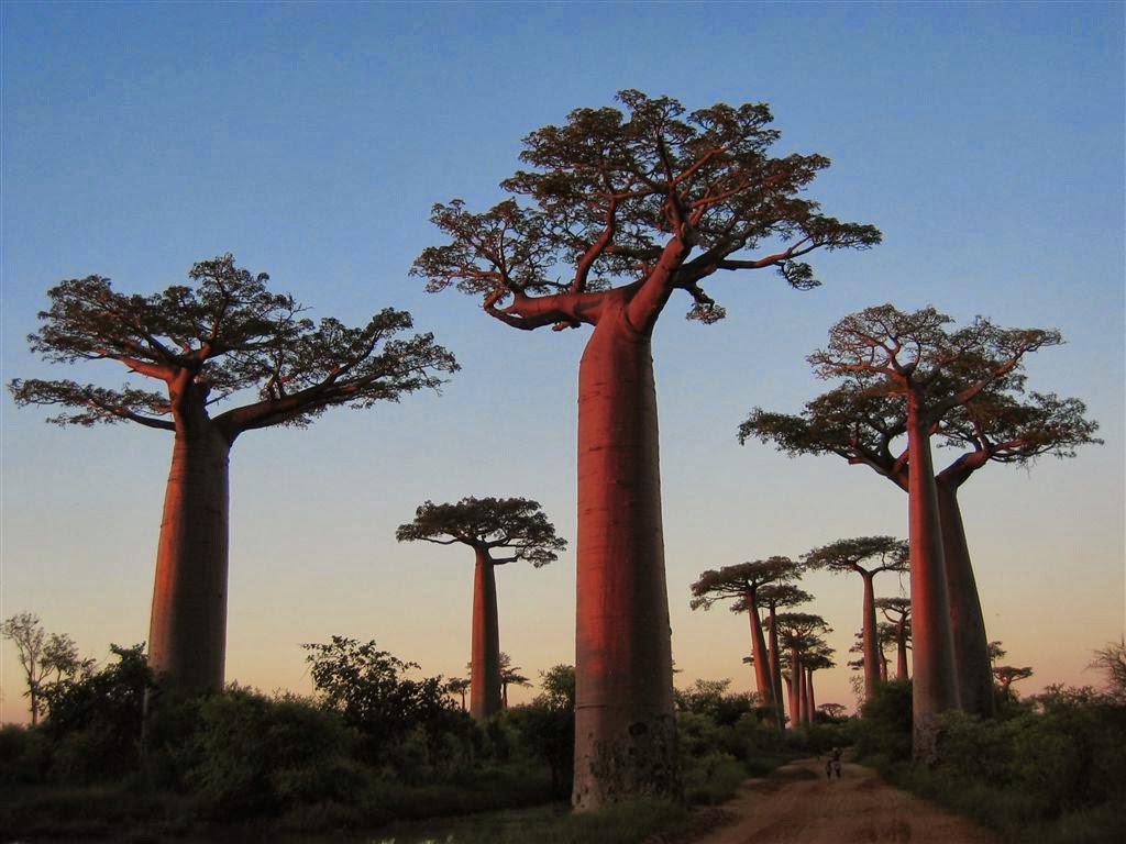 Baobab trees, Madagascar Most beautiful trees