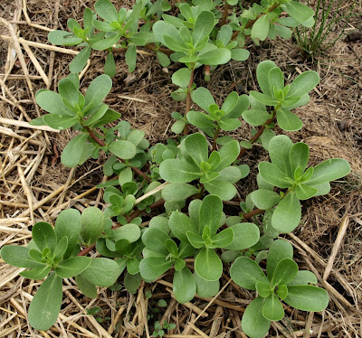 An image of purslane used as a cut-and-come-again plant.
