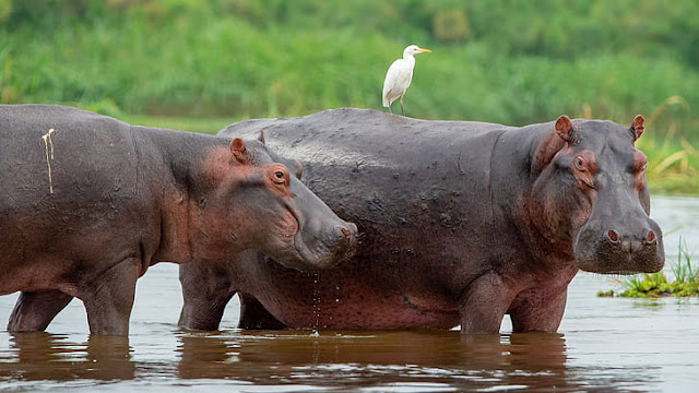 Simbiosis Mutualisme - Burung Bangau dan Kuda Nil