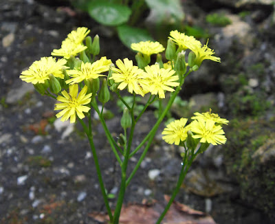 黃鵪菜的頭狀花序