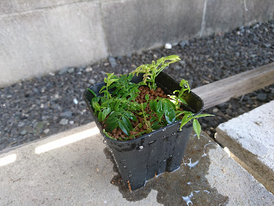 いろいろ 挿し木 水揚げ 時間 112885-挿し木 水揚げ 時間