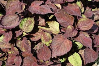 Shiso - Perilla frutescens