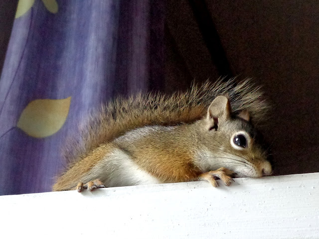 hodowla Drzewiórki, hudson, hudsony, amerykańskie wiewiórki czerwone, wiewiórka hudsona, Tamiasciurus hudsonicus