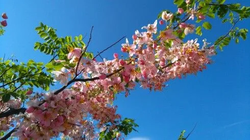 Ang 'Palawan cherry' punong balayong