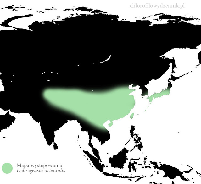 Debregazja jadalna Debregeasia orientalis edulis rosliny jadalne azjatyckie maliny pokrzywy pokrzywa jadalna jak co to gdzie skad opis smak jak smakuje wyglada rosnie rycina mapa wystepowanie opis uprawa