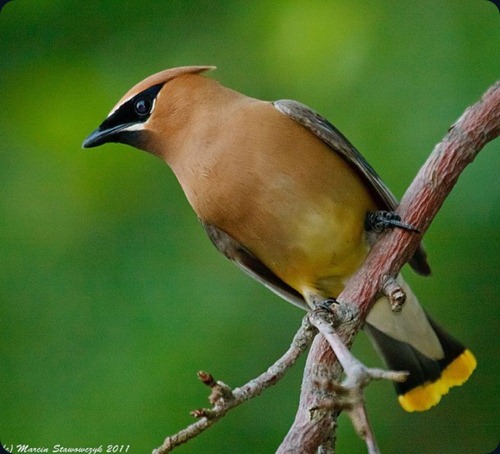 Amazing Beauty of Waxwing Birds8