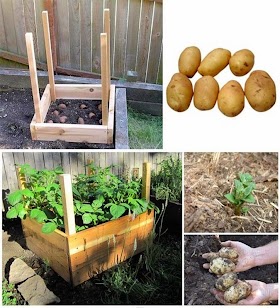 #Gardening : How to Grow 100 Pounds of Potatoes in Only 4 Square Feet