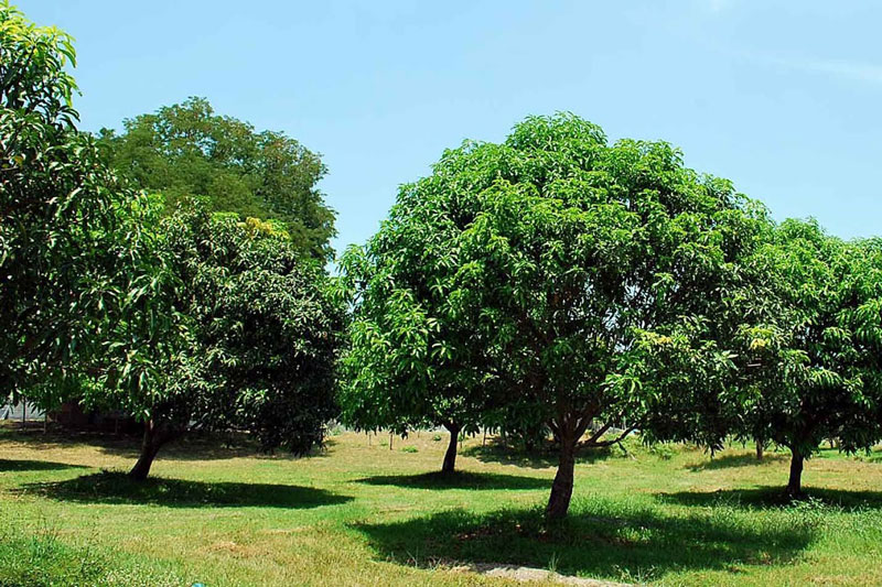 Sweetest Mangoes in Zambales