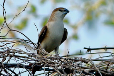 Indian Silverbill