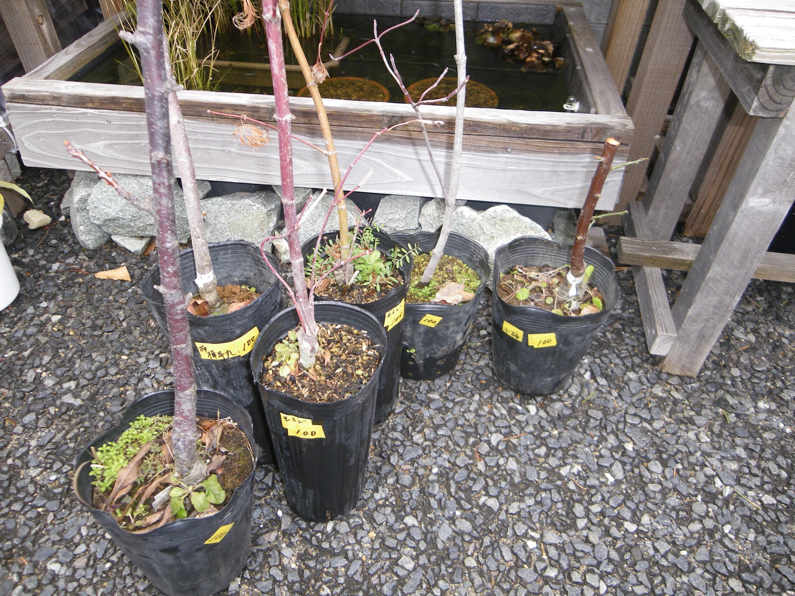 しだれもみじ 枝垂れモミジ の育て方 鉢植えで紅葉を楽しむ メダカの大工