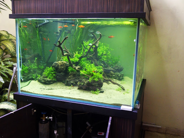 Aquarium minimalis dengan hiasan tanaman hijau dibagian dalamnya 