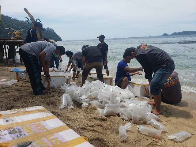 KKP Kembali Lepasliarkan  89.018 Benih Lobster Hasil Sitaan  