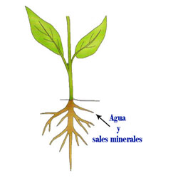 La raíz de la planta es el órgano subterráneo de la planta, su función es absorber el agua y las sales minerales del suelo y sujetar la planta al suelo (anclaje).