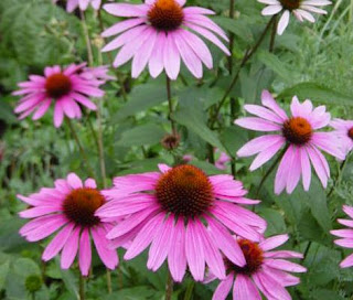 Echinacea Plant