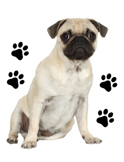 Pug Dog Picture